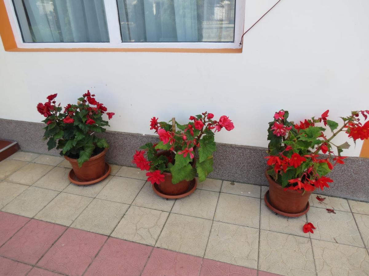 Pensiunea Cetina Brad  Exterior foto
